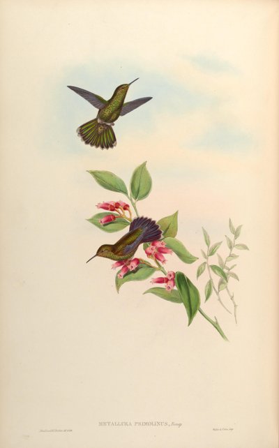 Metallura primolina by John Gould